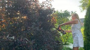 Замер Пузыреплодника Диабло 6 лет. Стрижка