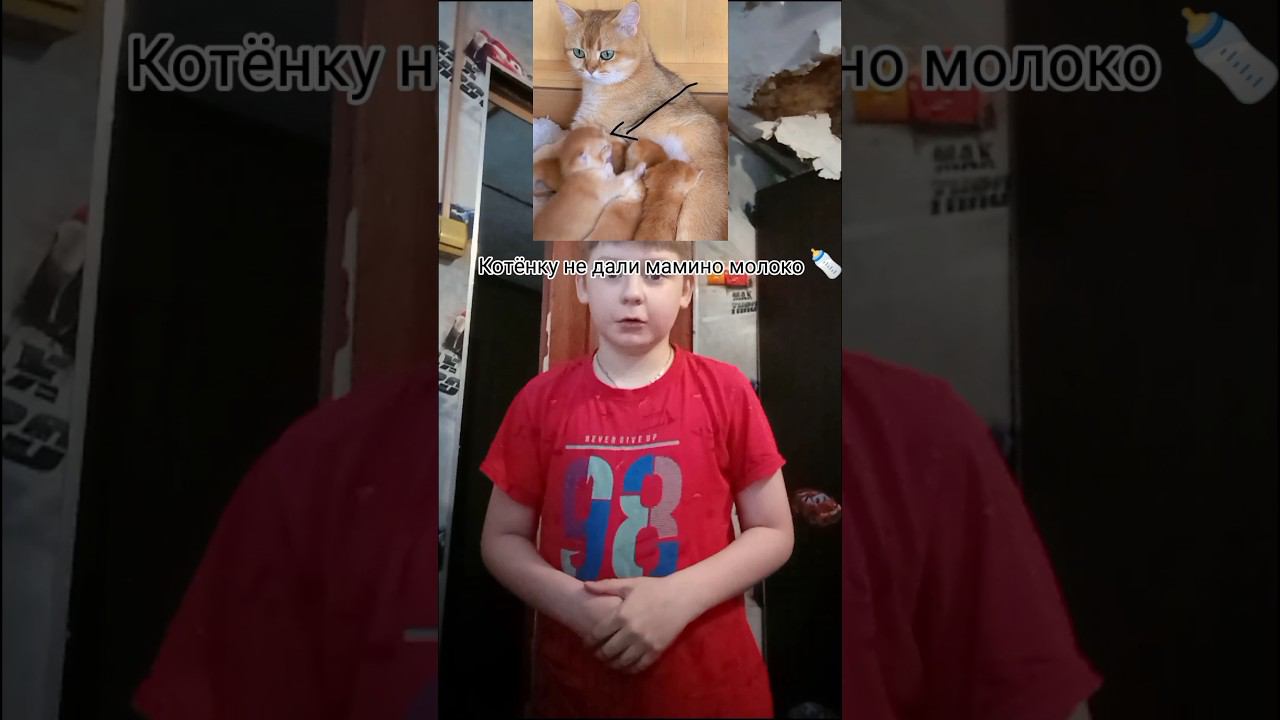 Котёнку не дали мамино молоко #shorst смотреть онлайн