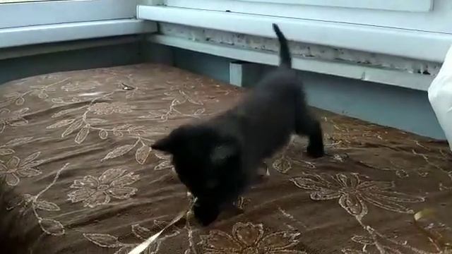 Отважная котенок-девочка с уникальным окрасом Черный Дым ищет свой теплый дом. смотреть онлайн