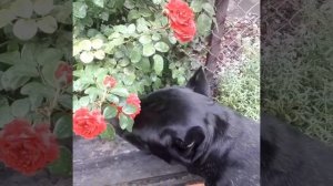 Роза  Ред Леонардо да Винчи после дождя