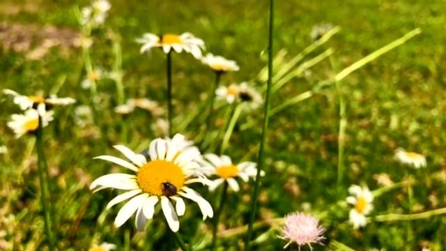 “ШИНГЭН ЧЭЧЭКЛЭР" из реп. А. Авзаловой и Х. Фархи смотреть онлайн