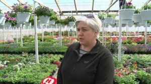 Цветы от местных цветоводов - надёжно и доступно