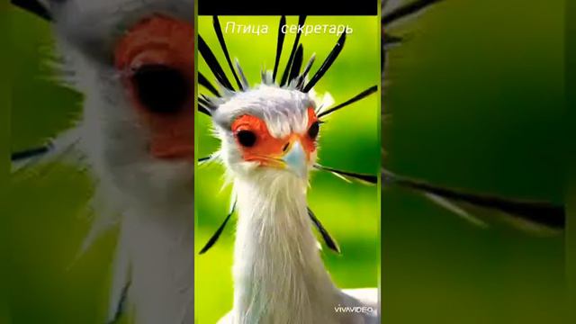 Песня пра птиц смотреть онлайн