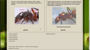 Мои колонии. Как определить вид муравья новичку самостоятельно?