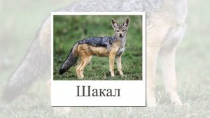 Животные Африки для детей. Карточки и видео. Развивающая презентация для малышей.