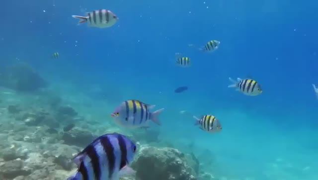 Игорь Чернявский песня Море смотреть онлайн