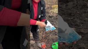 Весенняя подкормка голубики