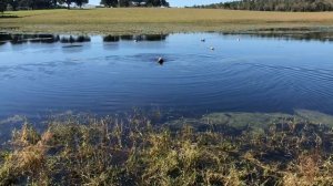 Louter Creek Hunting Poodles "Petty"