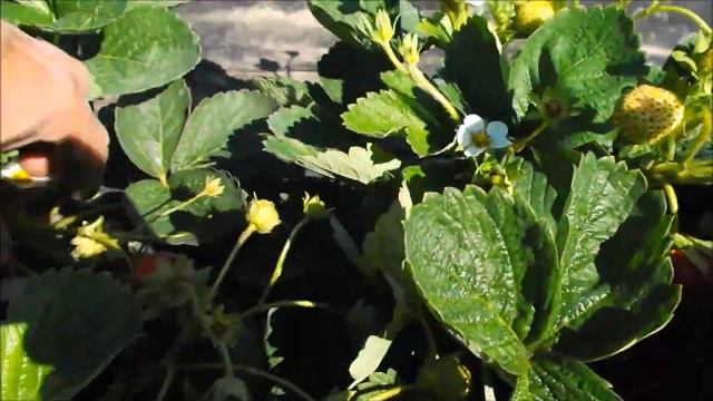 Клубника Аудж, Сизож, Гурмандин, Флорида бьюти, Дульсинея, Анабель смотреть онлайн