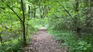 расслабляющая прогулка по яламинскому лесу. / relaxing walk  in the yalaminsky forest