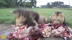 Как и чем питаются животные. Кормежка животных нарезка прикольных моментов.