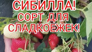 Клубника, суперсладкий сорт, СИБИЛЛА! Теплый, КАВКАЗ!