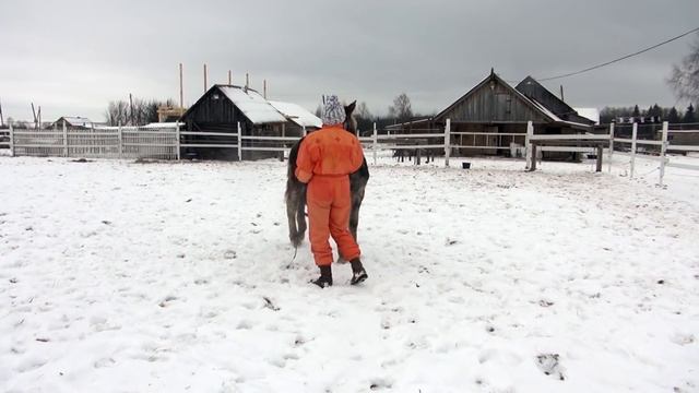 Купили жеребёнка. Как воспитывать. Начало. смотреть онлайн