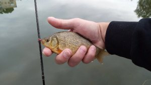 Золотые карасики на мормышинг