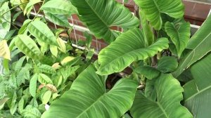 Philodendron deflexum Poepp. ex Schott