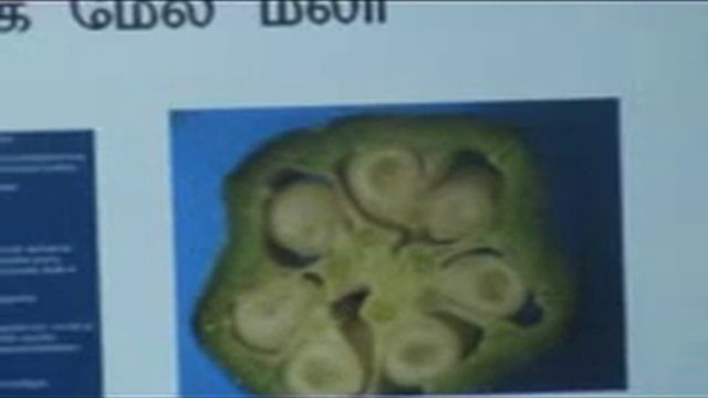 Tvk botany Malvaceae family смотреть онлайн