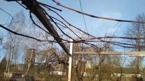2-х уровневая шпалера Виноград на арке Обрезка винограда альфа
