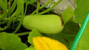 48  Кабачки.  Дачные картинки 2018