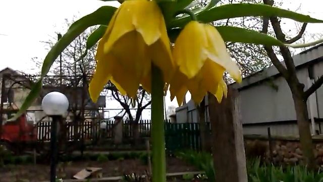 Очень красивые цветы. смотреть онлайн