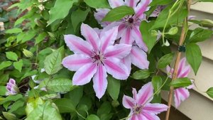 Clematis Nelly Moser May 2022
