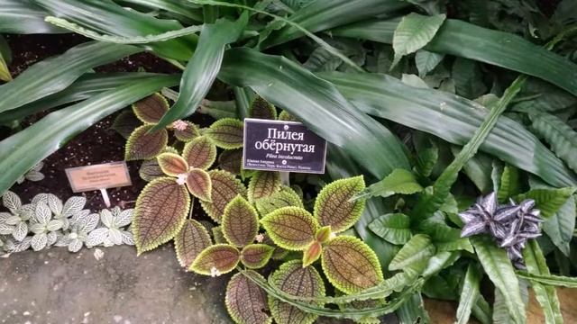 Ботанический сад МГУ «Аптекарский огород». В сентябре. смотреть онлайн