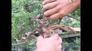 Creating Bonsai Trees - Yamadori