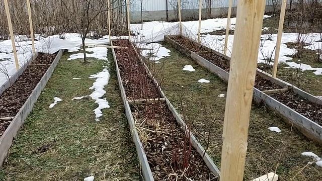 Голубика после зимовки смотреть онлайн