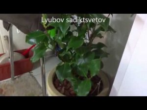 Комнатные цветы/растения. Камелия. Покупка, пересадка, определение  места жительства.