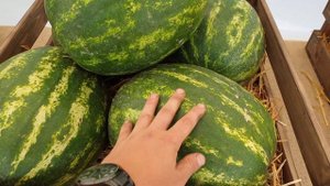 "SAKATA" Обзор ассортимента арбузов.