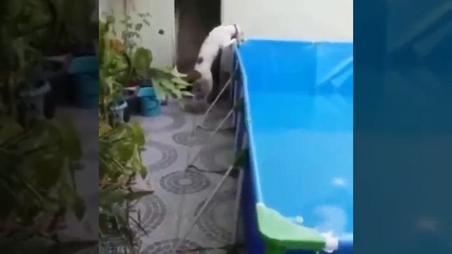 Смешные питбули, подборка 2020. #собаки #питбуль #dog #pitbull #nature #dogs