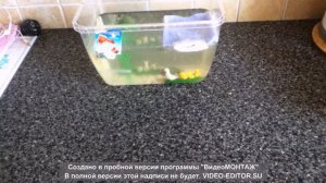 Красноухие черепашки.