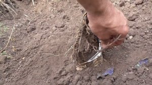 Росяные корни на молодом кустике винограда.