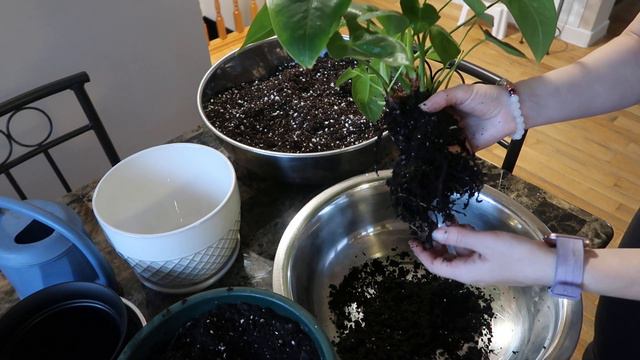Replanting an Anthurium смотреть онлайн