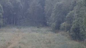 Охота на овсах! Медведь с подхода! Кабан с лабаза! 2 часть.