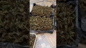 Отзыв о питомнике Растения Урала от 25.02.2023г.Свердловская обл., п. Верхняя Салда