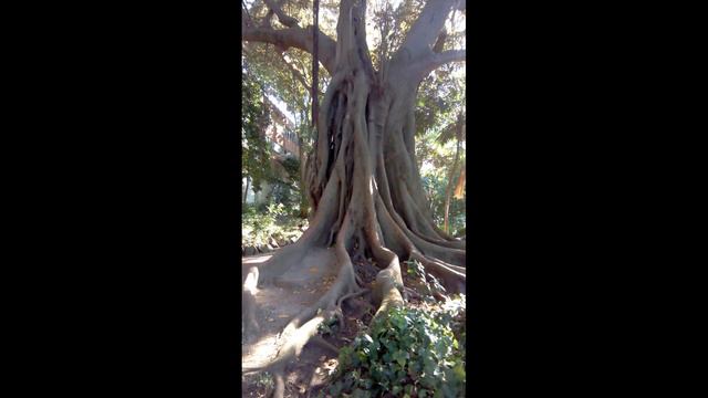 Ходячие деревья смотреть онлайн