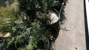 Укоренение Туи - заготовка черенков в апреле 2022.