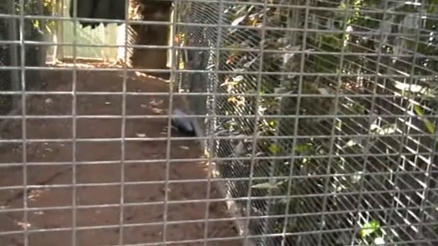 Побег из зоопарка.mp4 смотреть онлайн