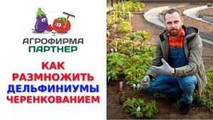 КАК РАЗМНОЖИТЬ ДЕЛЬФИНИУМЫ ЧЕРЕНКОВАНИЕМ