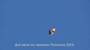 1.07.23г. Голуби! Бучеловский Влад.