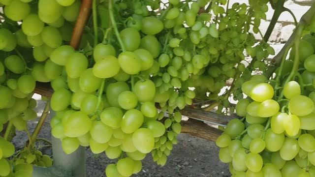 Состояние виноградника после жары и ливней. 16.08.23