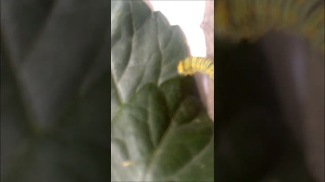 Papilio machaon caterpillar / Гусеница махаона #shorts