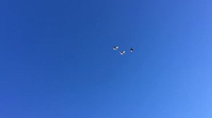 Торцовые голуби г.Россоши