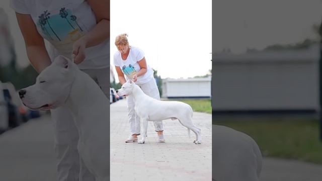 Dogo Argentino -  6,5 months ; Аргентинский дог ❤️