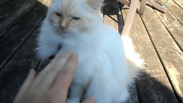 Cutest Ragdoll kitten is grumpy Part 2 смотреть онлайн