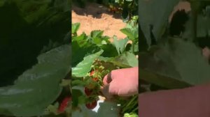 Клубника сорт Элиане