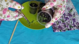 ЛАВАНДА--прищипка мокушки.КУСТ БУДЕТ пышный