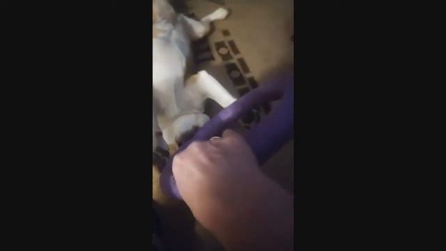 Домашняя передержка собак смотреть онлайн