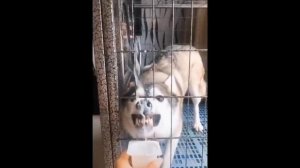 Смешное Видео Про Кошек И Собак ? ? #29