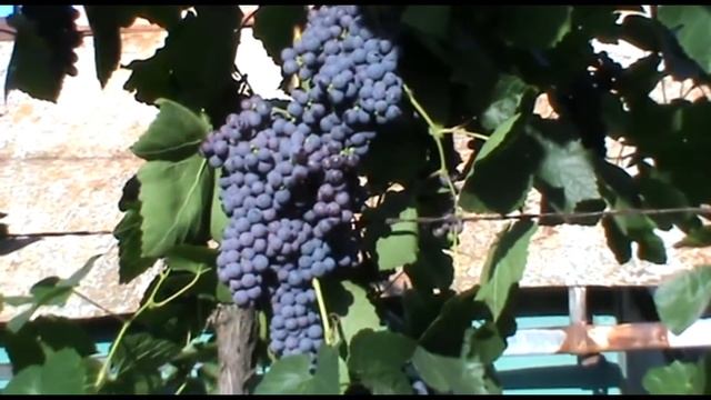 Виноград юодупе. Виноград томайский фото. Виноград изюминка. Виноград сорт синдикат. Виноград достойный.